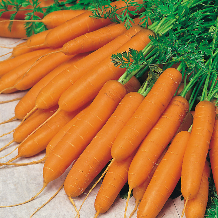 Carrot Seeds - Amsterdam Forcing 3 image