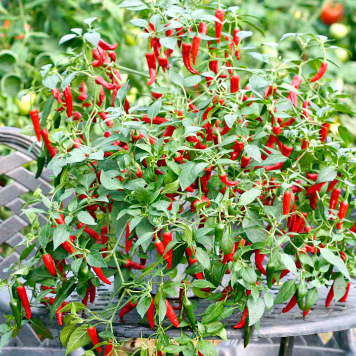 Pepper Seeds - Cayennetta F1 image
