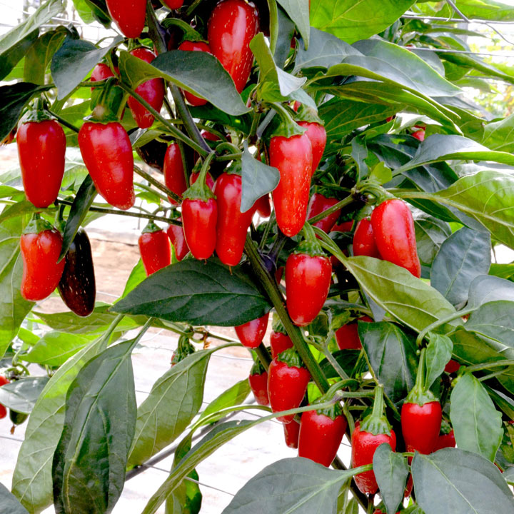 Chilli Pepper 'Xalapa' image