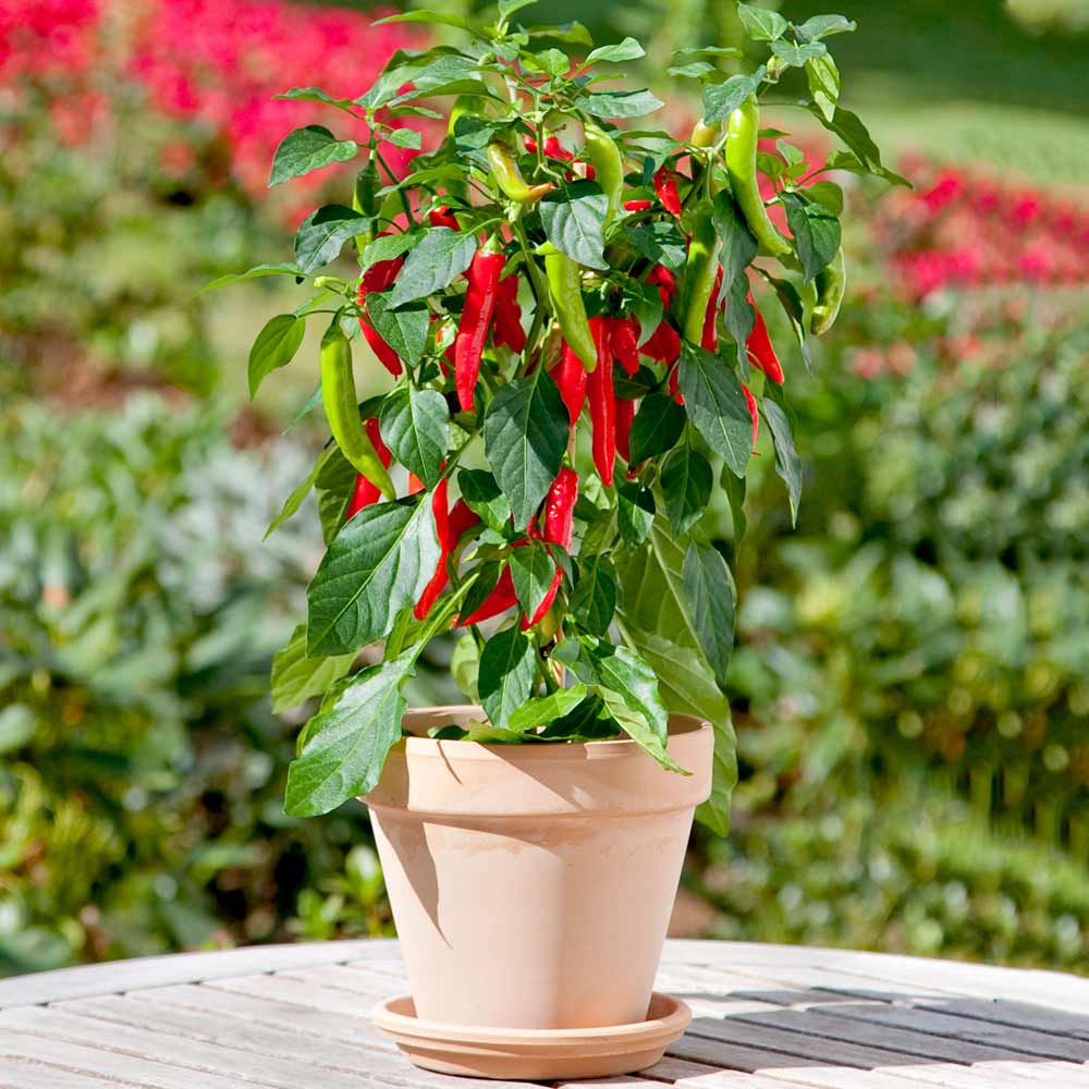 Chilli Pepper 'Hot Fajita' image