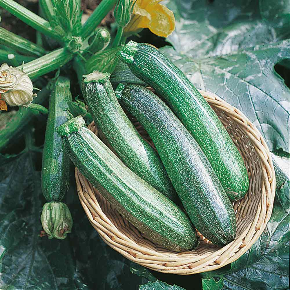Courgette Seeds - Zucchini F1 image