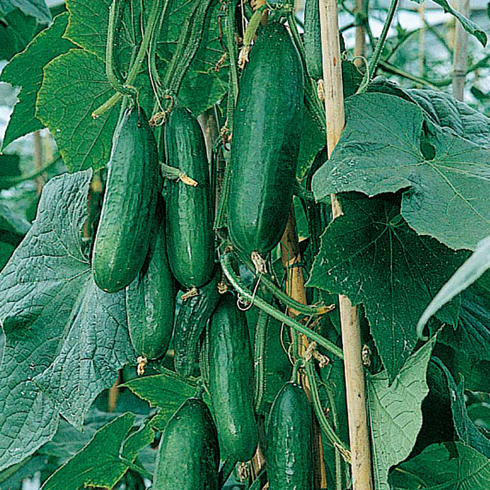 Cucumber Seeds - Passandra F1 image