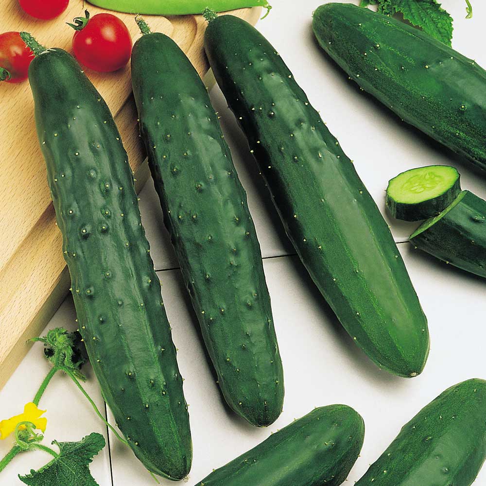 Cucumber 'Marketmore' - Seeds image