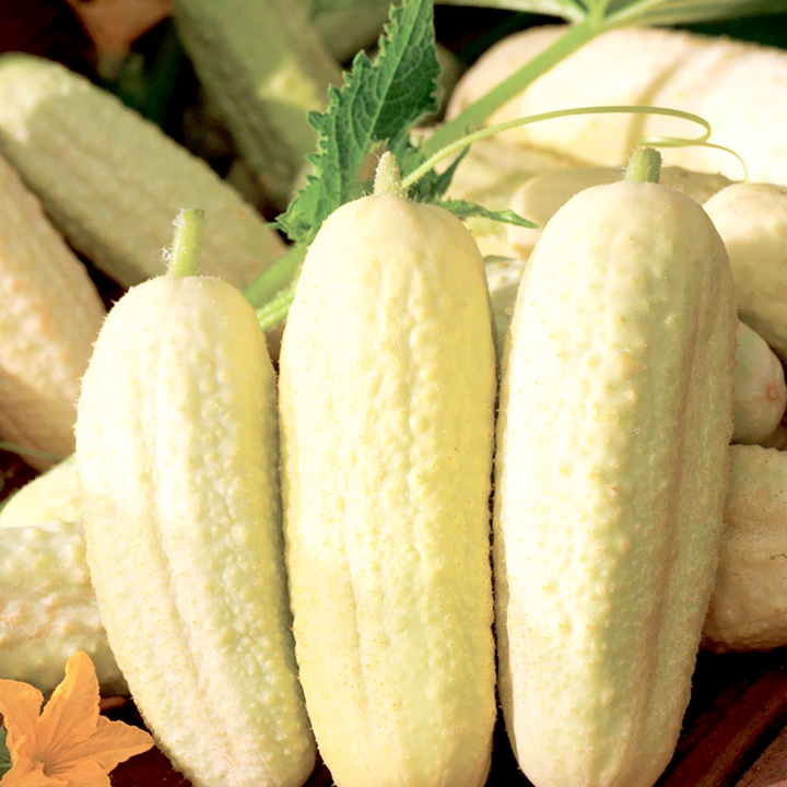 Cucumber Seeds - White Wonder image