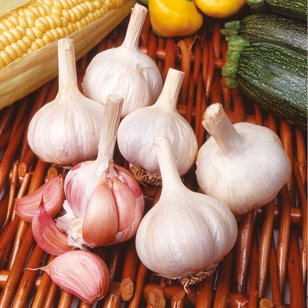 Garlic 'Flavor' (Spring Planting) image