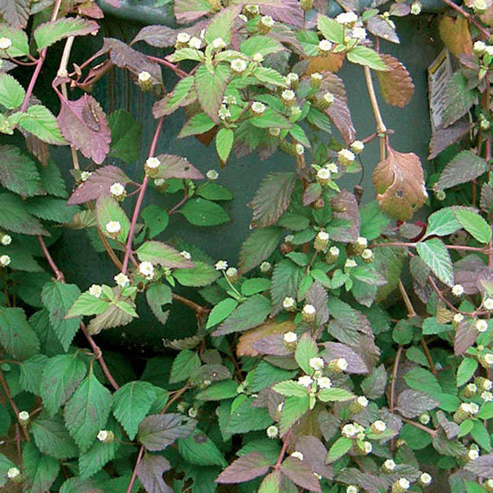 Aztec Sweet Herb 'Colada' (Botanical Infusions Plants) image