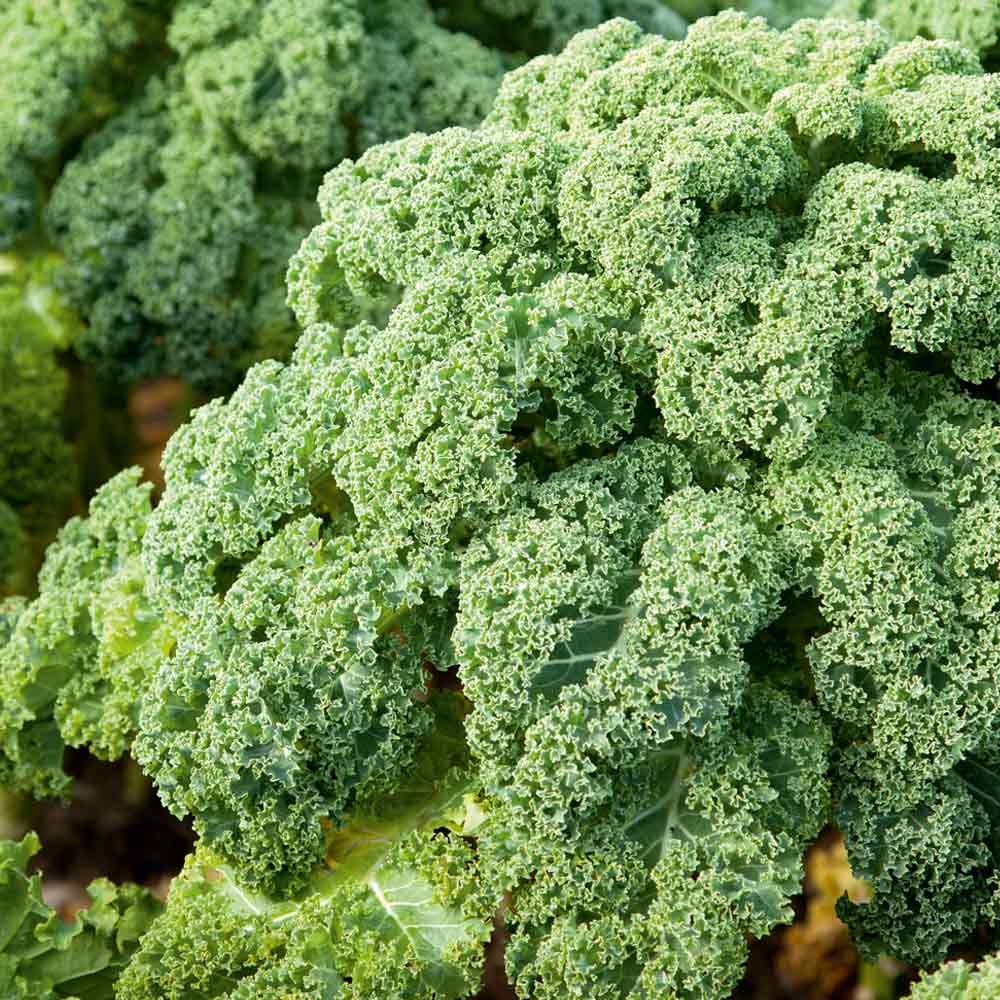 Kale 'Reflex' image