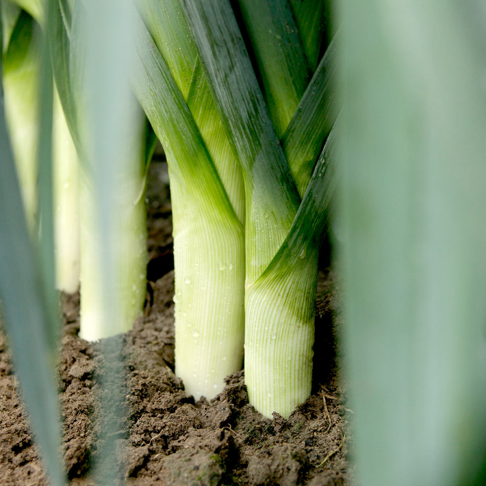 Leek 'Stromboli' F1 image