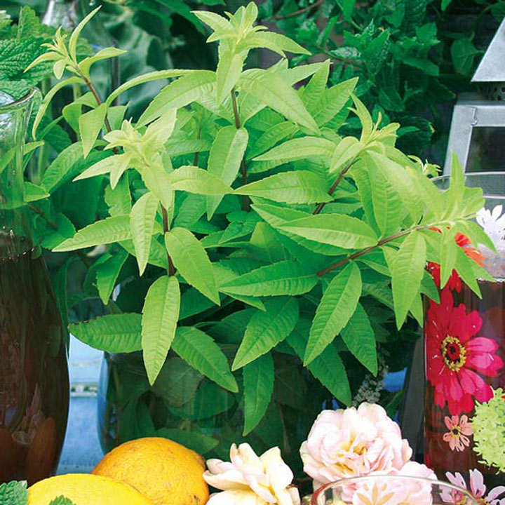Lemon Verbena 'Freshman' (Botanical Infusions Plants) image