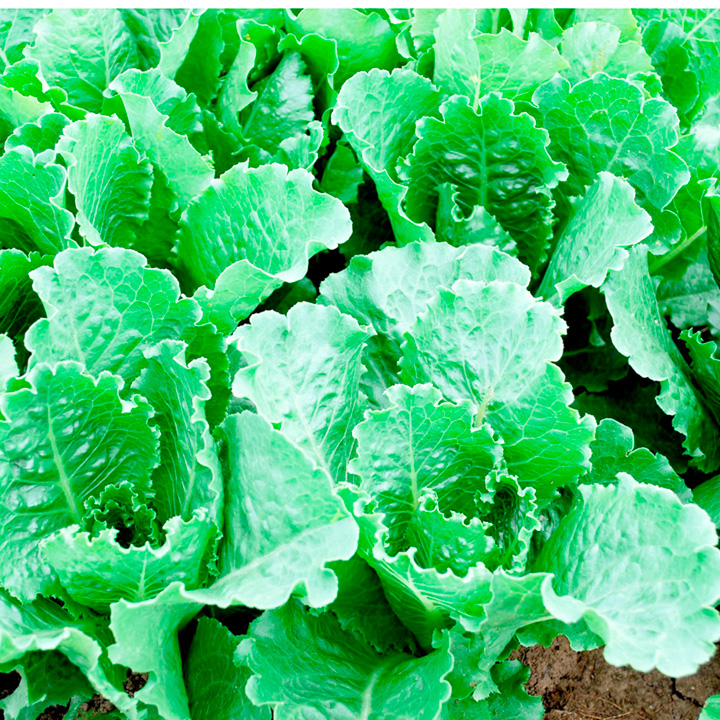 Lettuce Seeds - Crisp Mint Romaine image