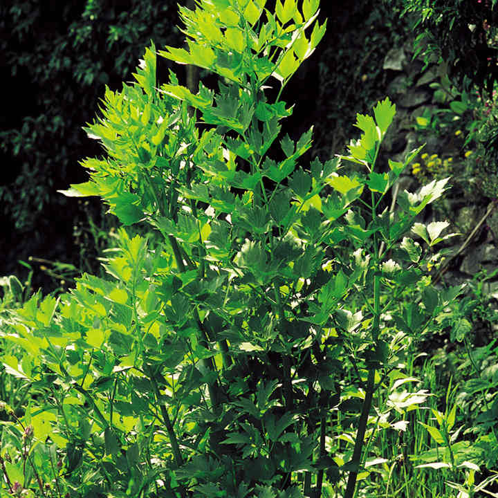Lovage - Organic Seeds image