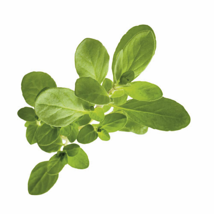 Marjoram Sweet Seeds image