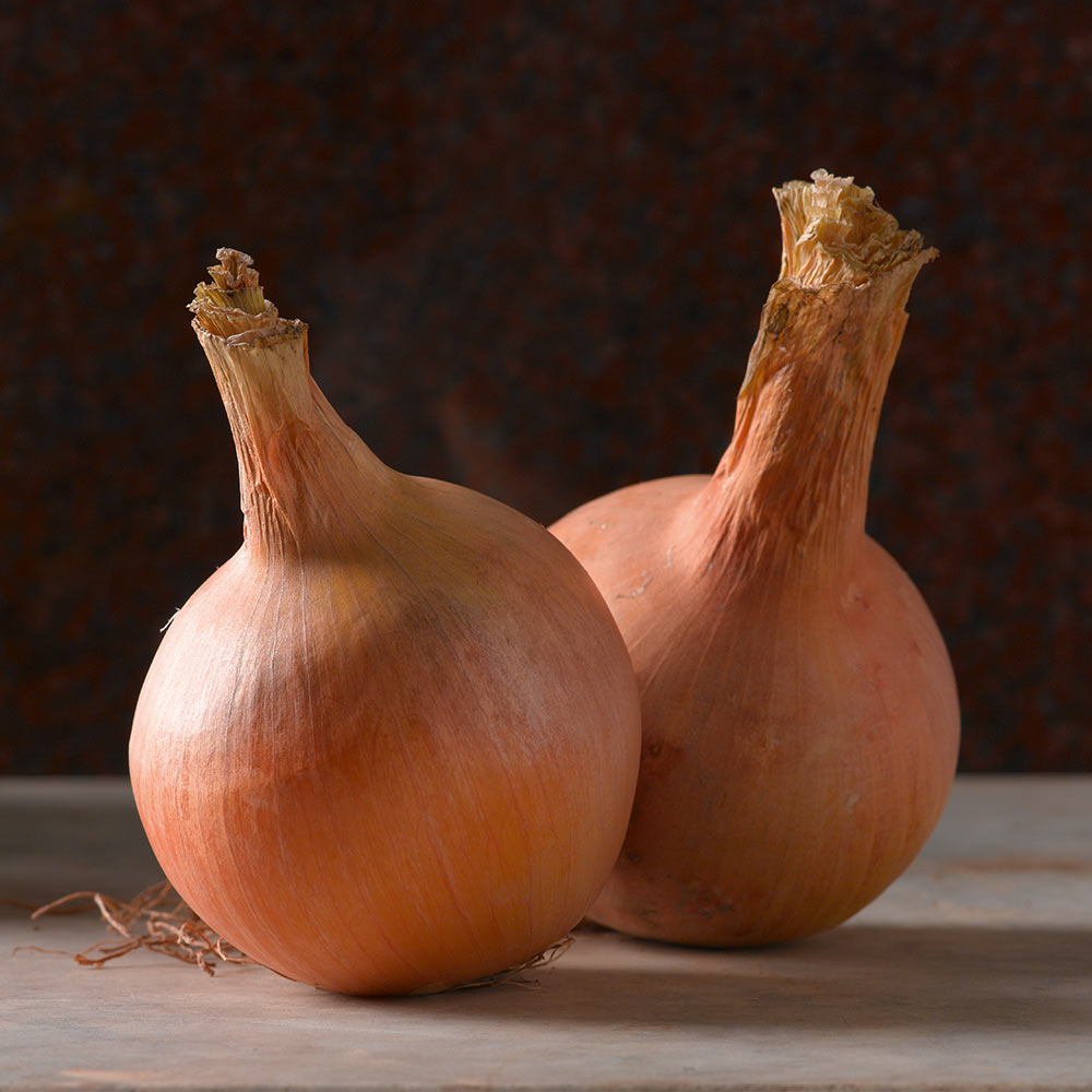 Onion 'Sturon' (Spring Planting) image