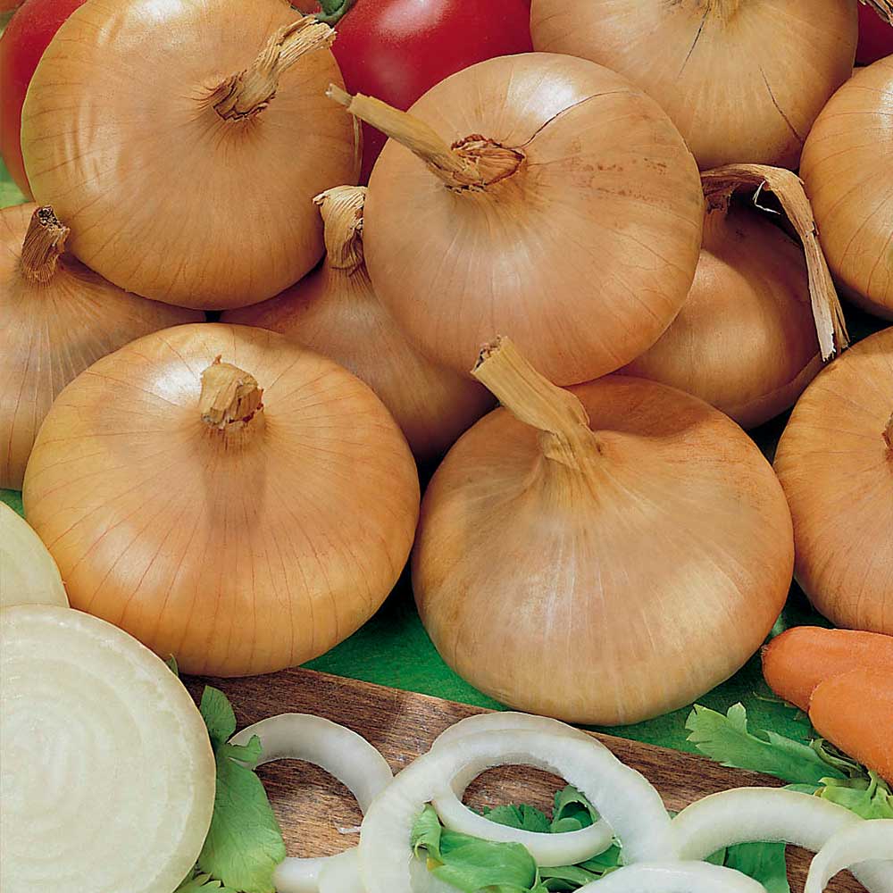 Onion 'Stuttgarter Giant' (Spring Planting) image