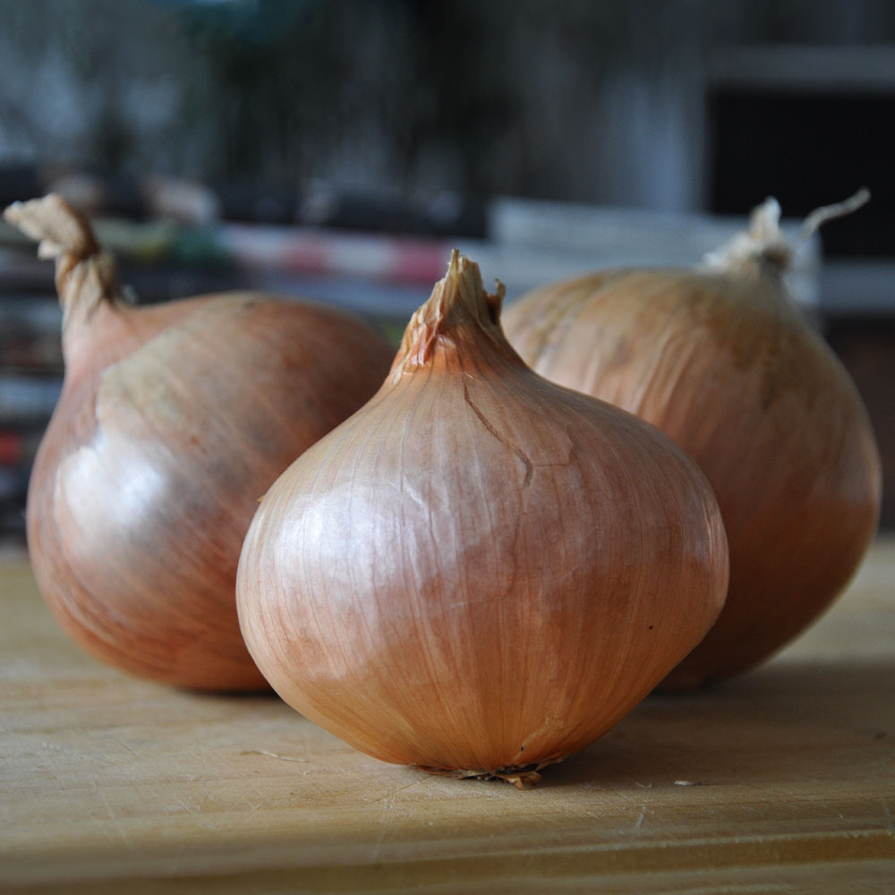 Onion 'Pink Panther' (Spring) image