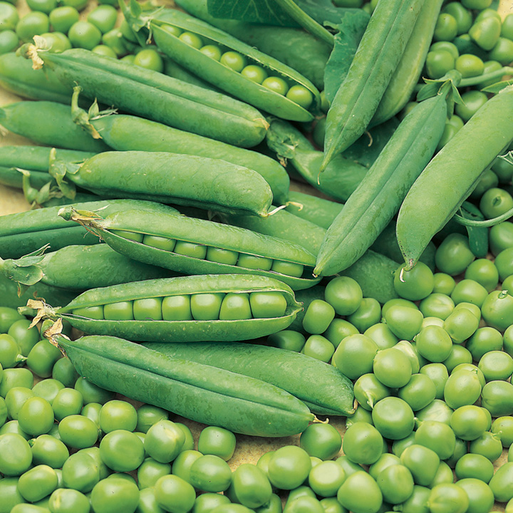 Pea Seeds - Early Onward image