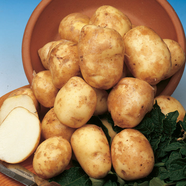 Potato 'Pentland Javelin' image