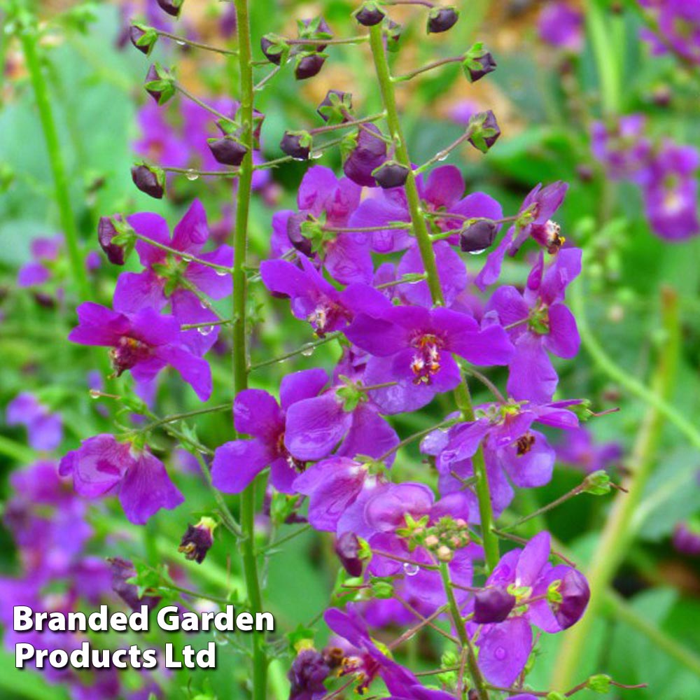 Verbascum Phoeniceum Violetta image