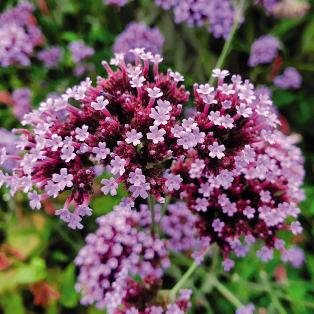 Verbena 'Buenos Aires' image