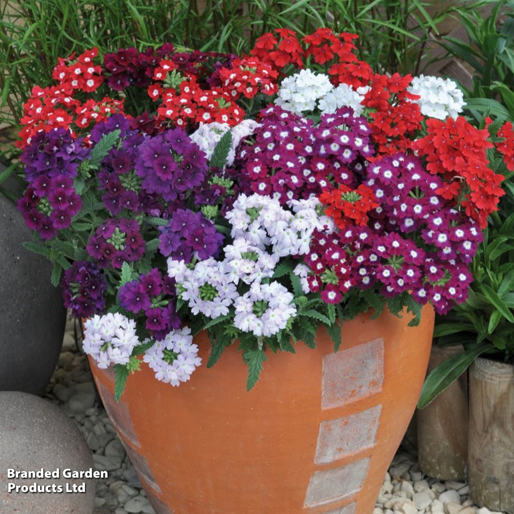 Verbena 'Quartz Mixed' F1 | Dobies