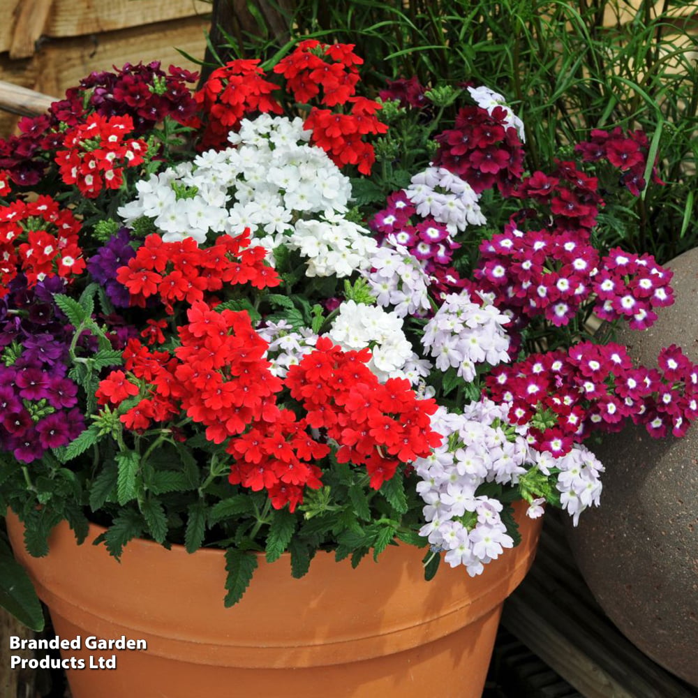 Verbena 'Quartz Mixed' F1 | Dobies