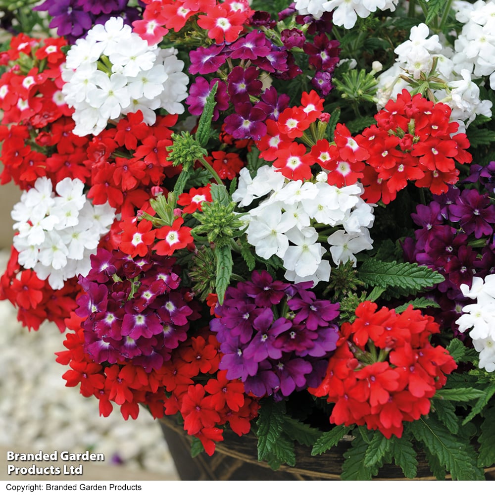 Verbena 'Quartz Mixed' F1 | Dobies