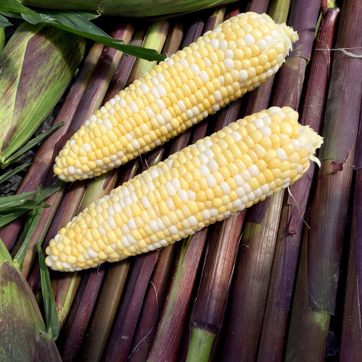 Sweetcorn 'Picasso' image