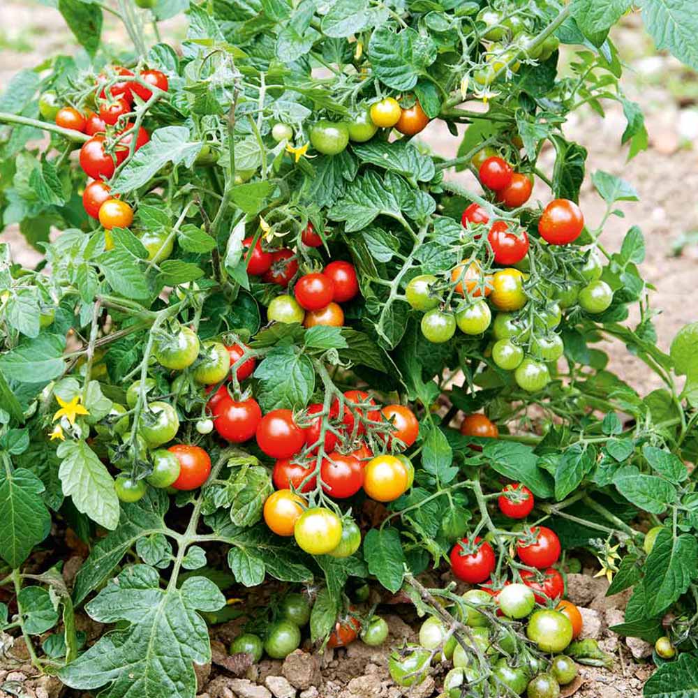 Tomato 'Lizzano' F1 (Grafted) image