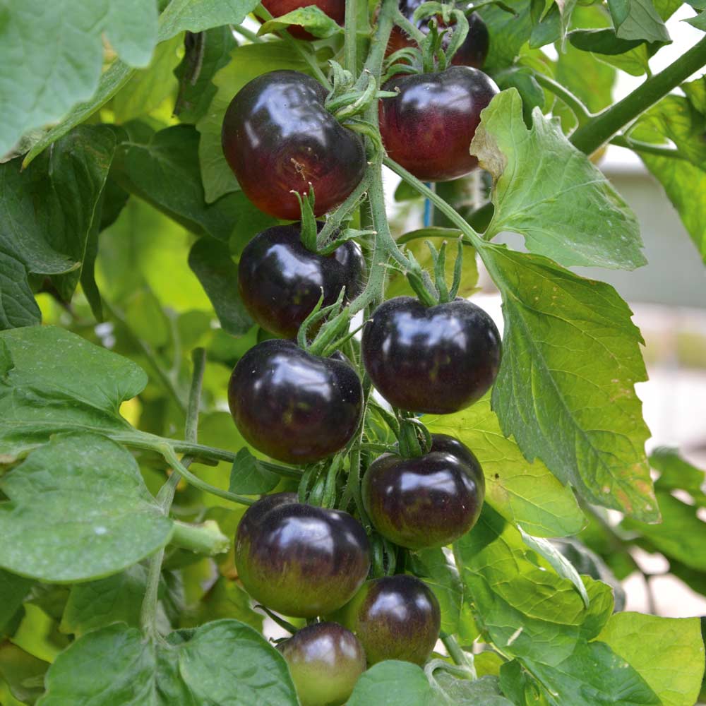 Tomato 'Indigo Rose' (Grafted) image