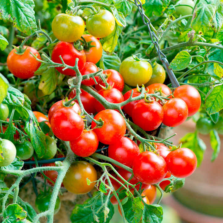 Tomato 'Tumbling Bella' image