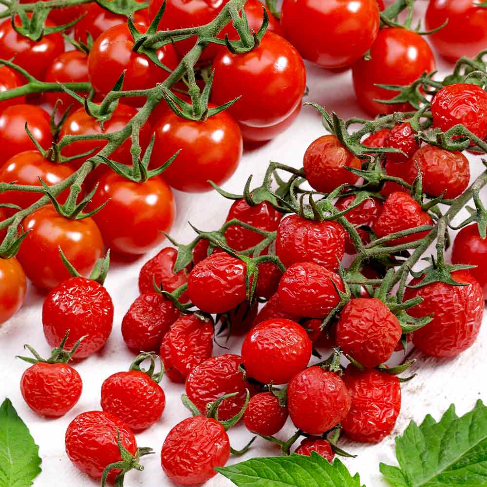 Tomato 'Sugar Plum Raisin' (Grafted) image