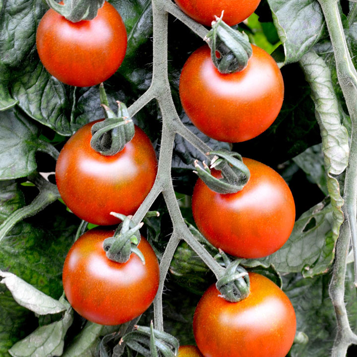 20 Seeds Gourmet Tomato Ruby Falls