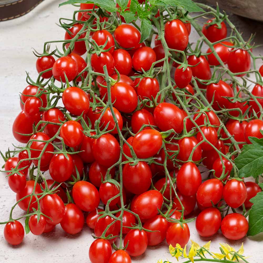 Tomato 'Tutti Frutti Collection' (Grafted) image