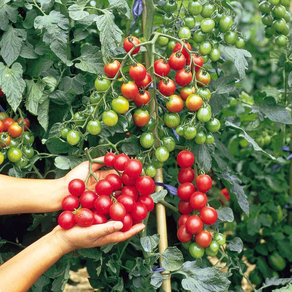 Tomato Grow Bag Collection image