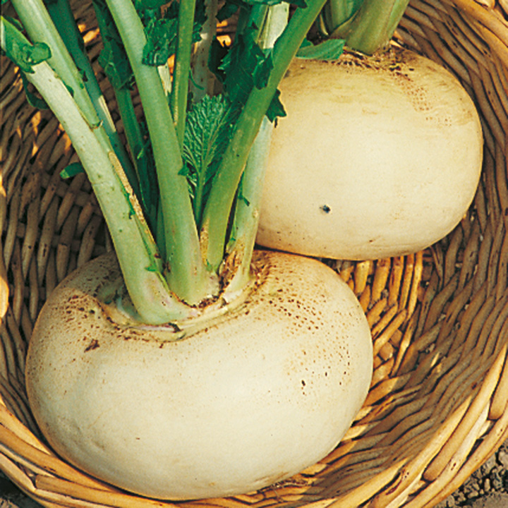 Turnip Seeds - Model White image