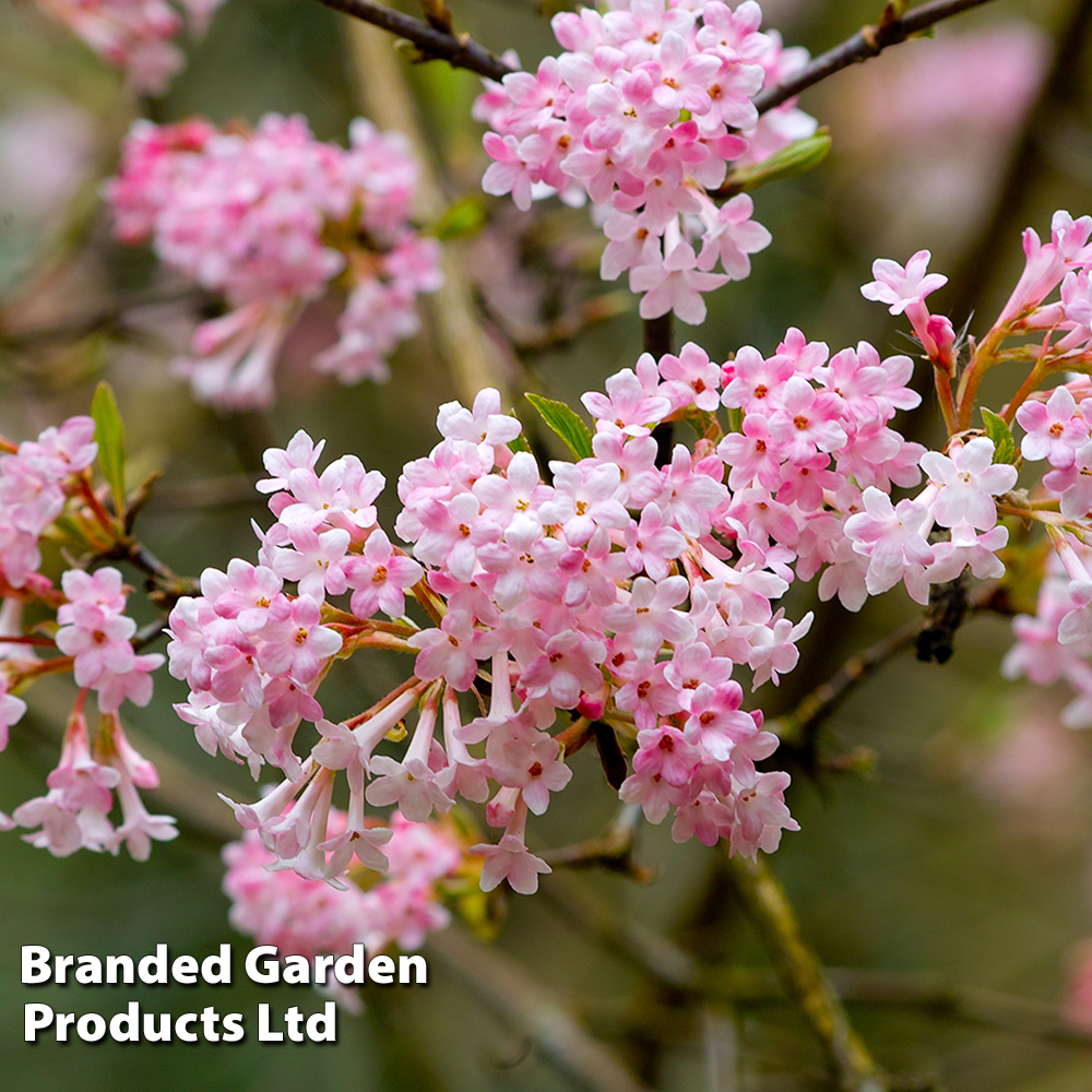 Viburnum x bodnantense 'Dawn' image