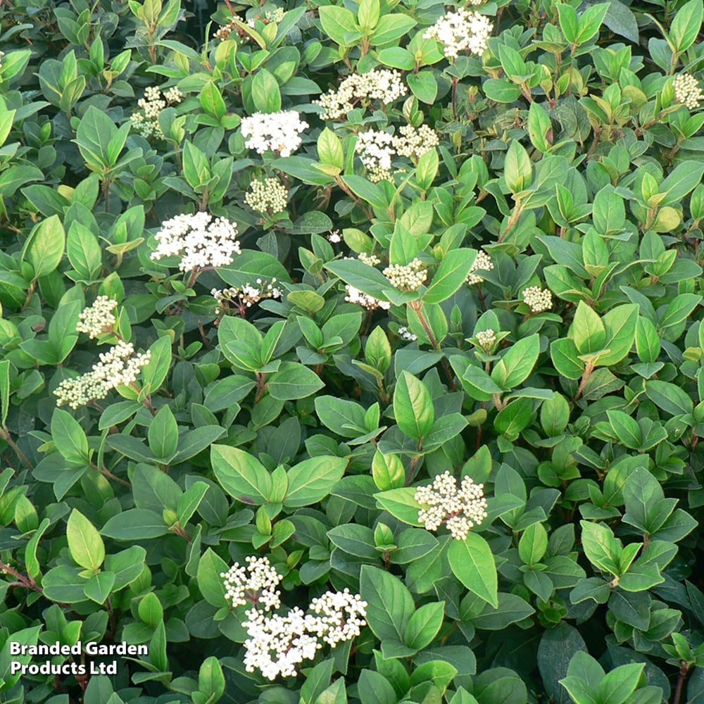 Viburnum tinus 'French White' image