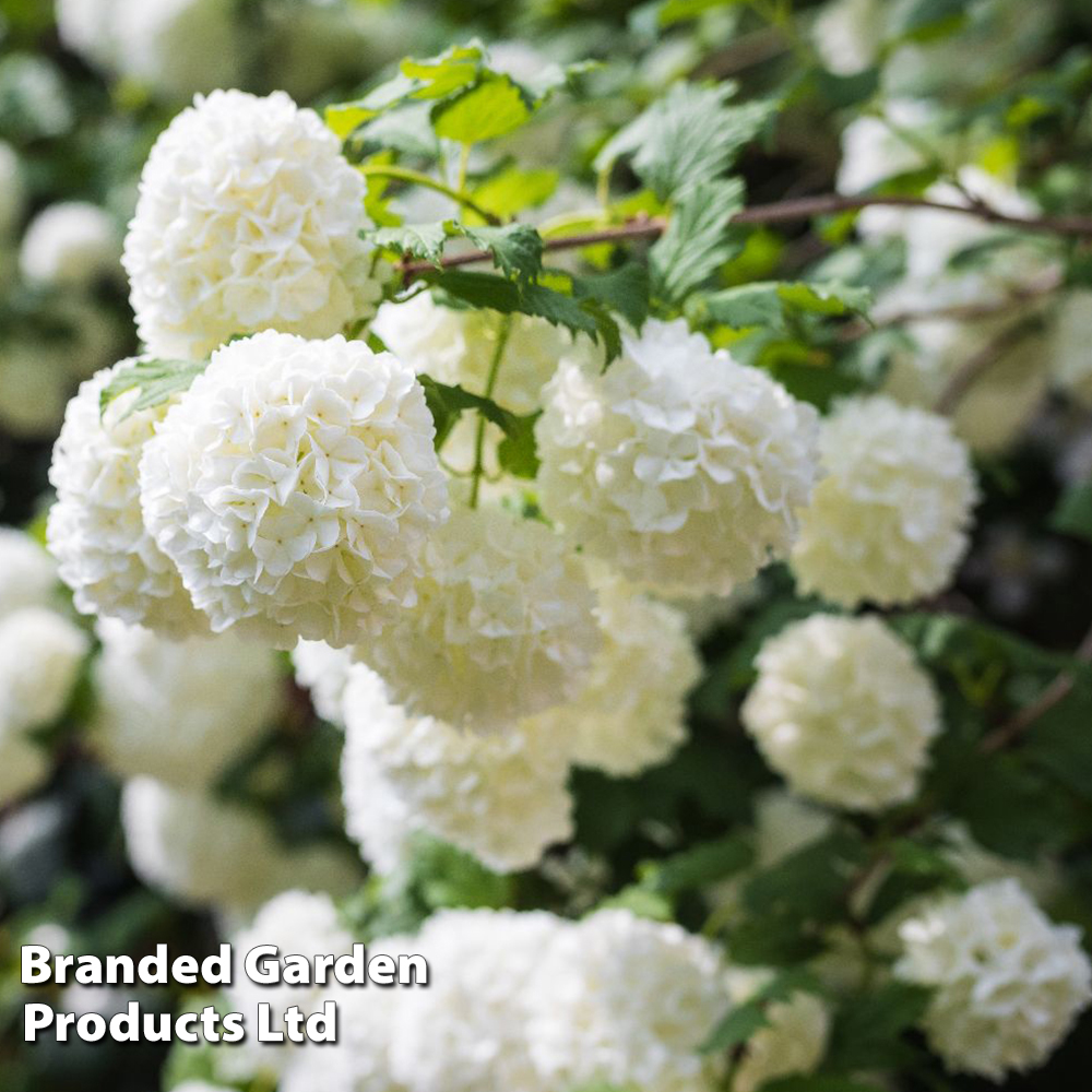 Viburnum opulus 'Roseum' image