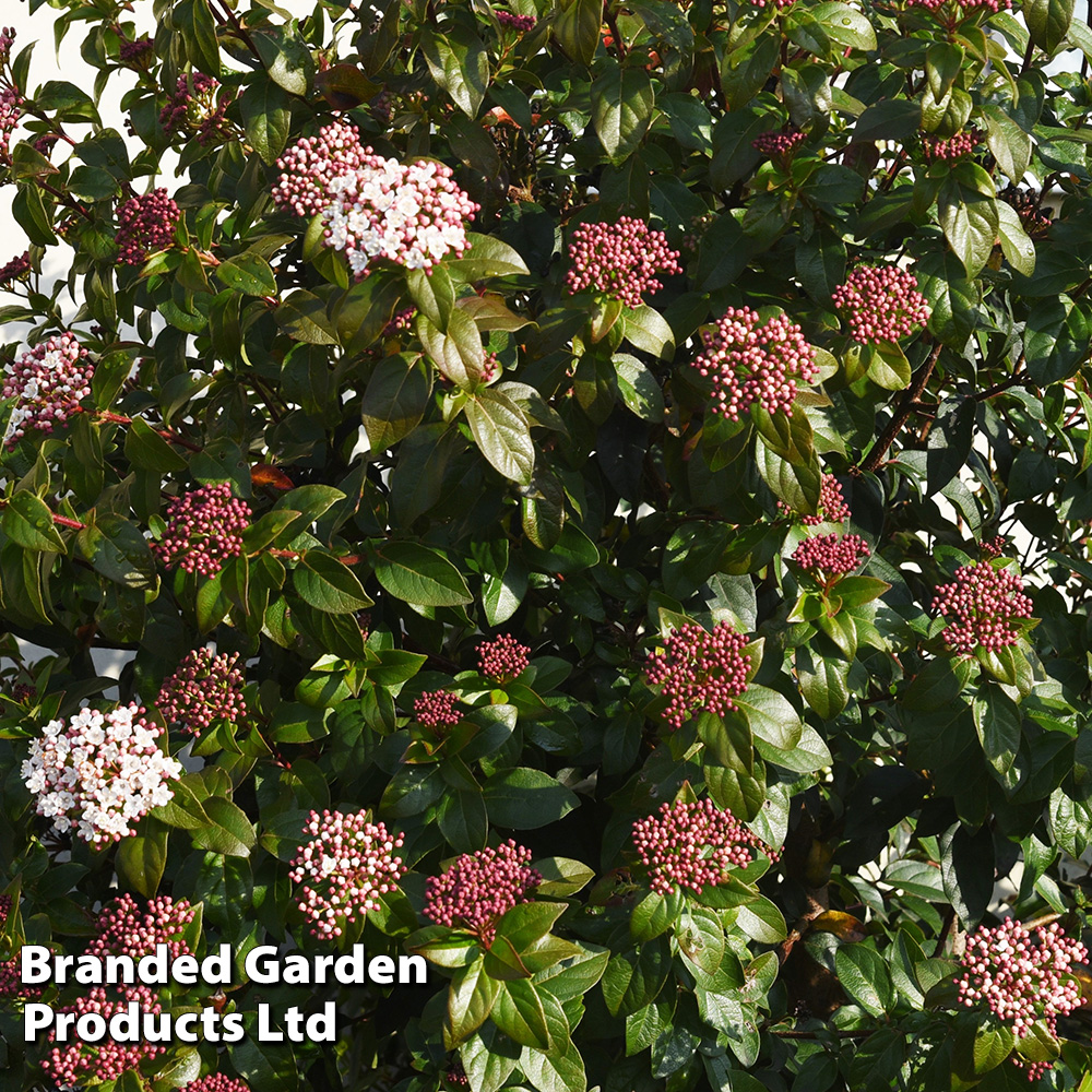 Image of Choisya companion plant viburnum