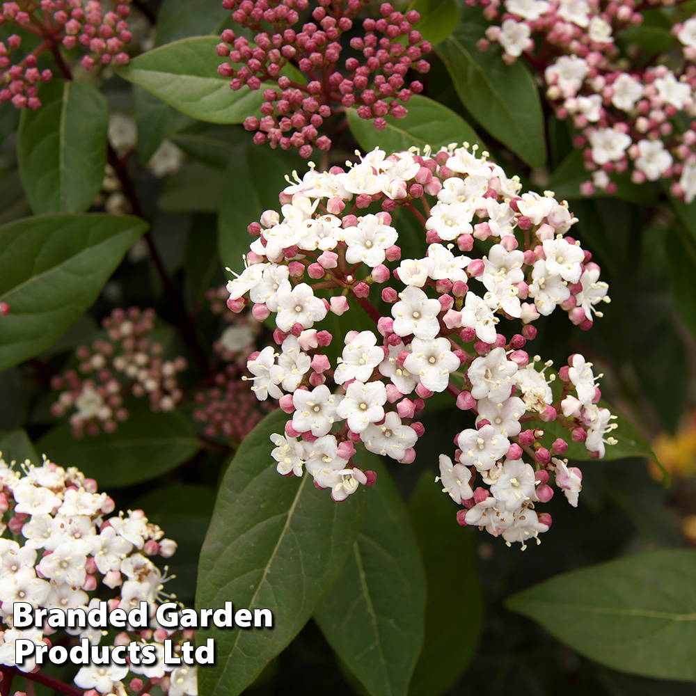 Viburnum tinus 'Spirit' image