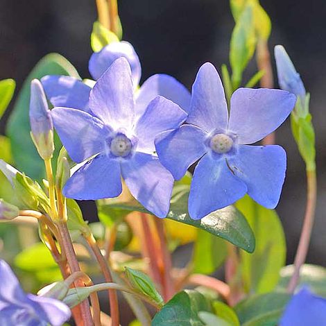 Vinca minor image