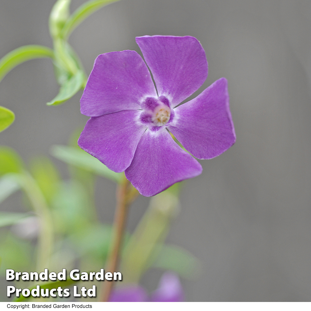 Vinca minor 'Atropurpurea' image