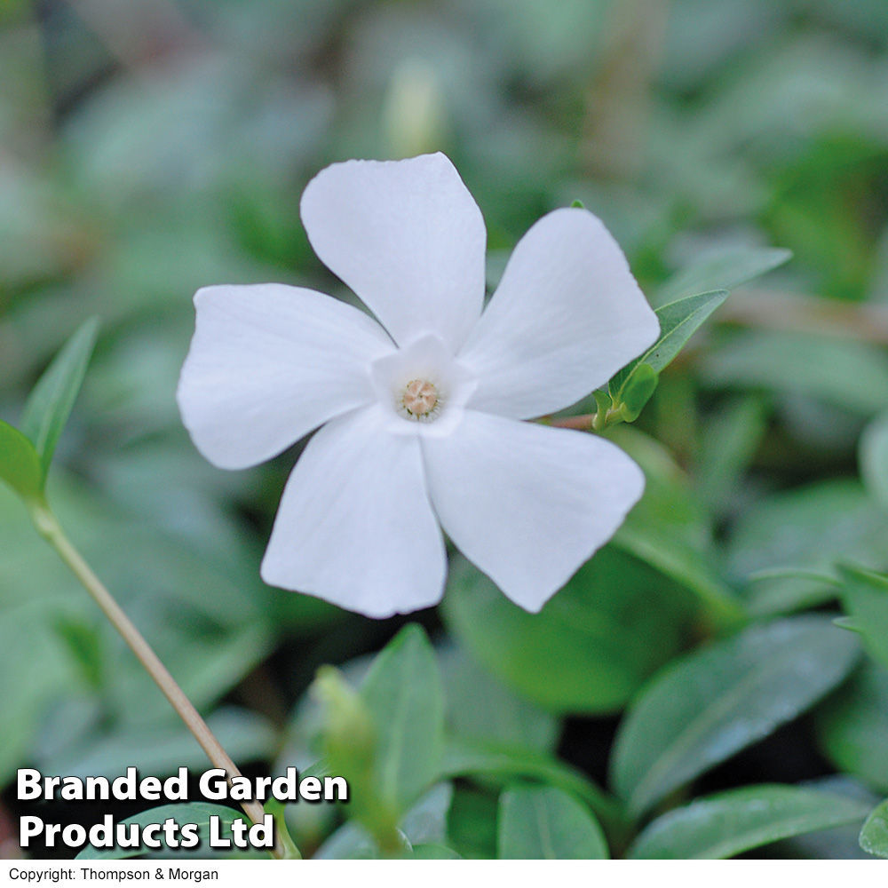 Vinca minor f. alba 'Gertrude Jekyll' from Dobies