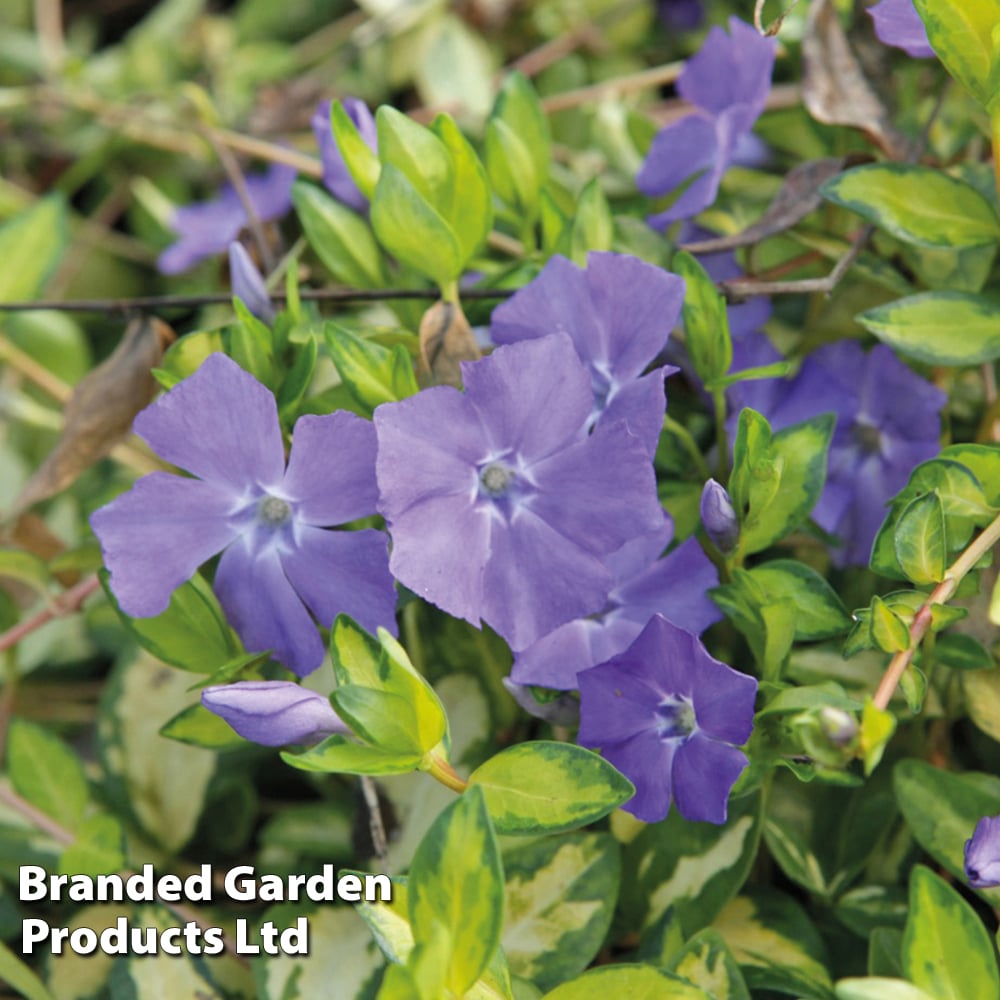 Vinca minor 'Illumination' image