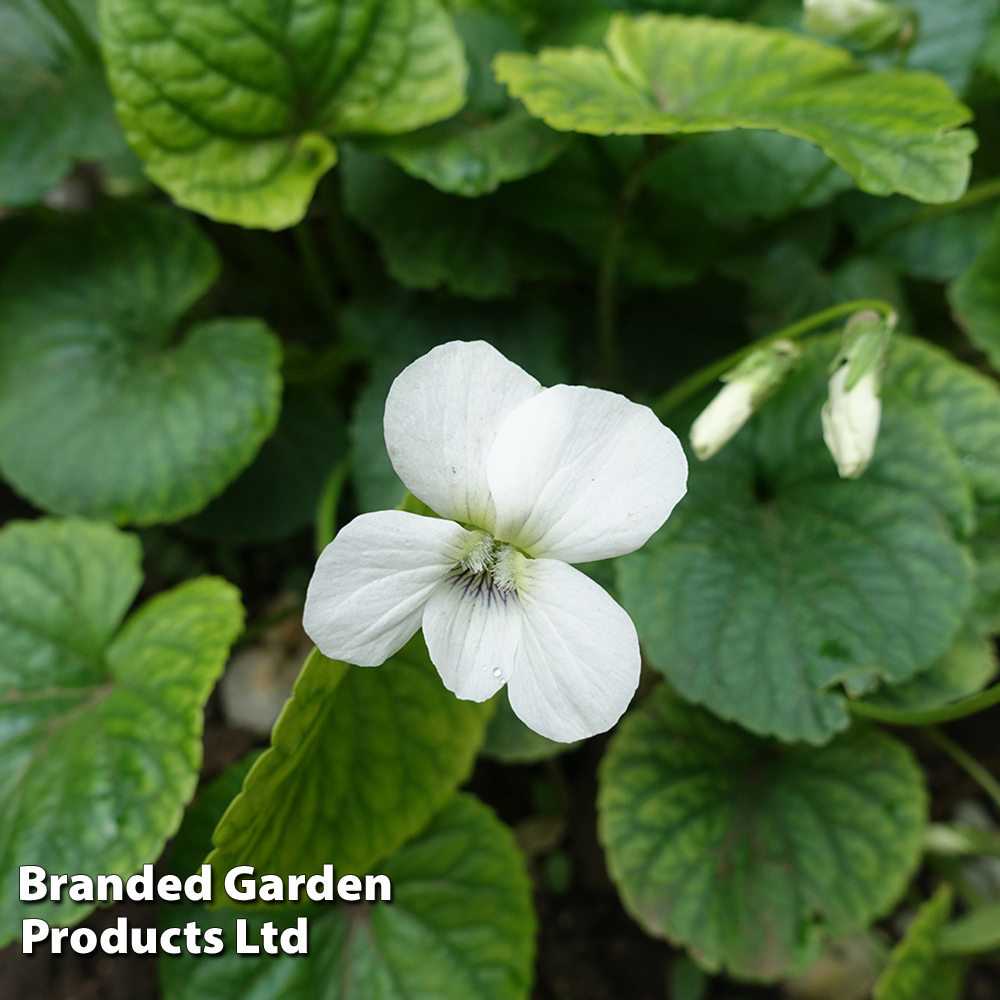 Viola sororia 'Albiflora' from Dobies