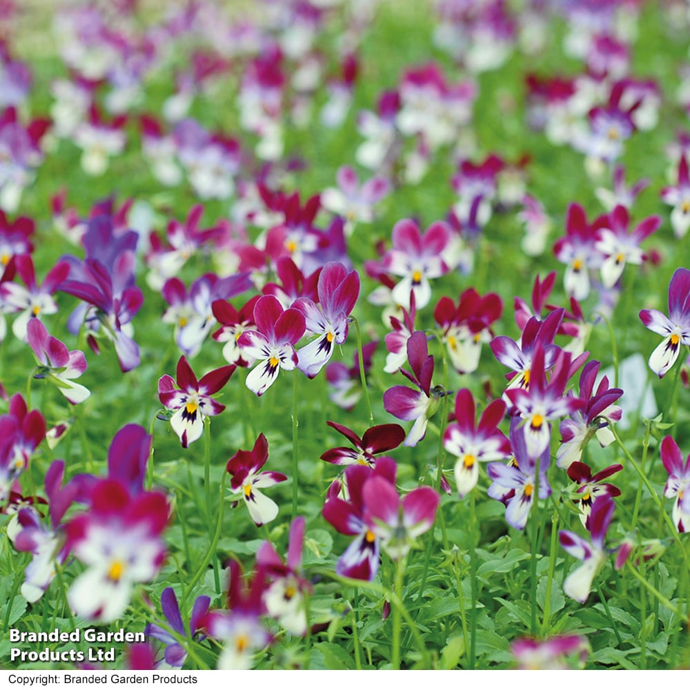 Viola hybrida ?Bunny Ears? image