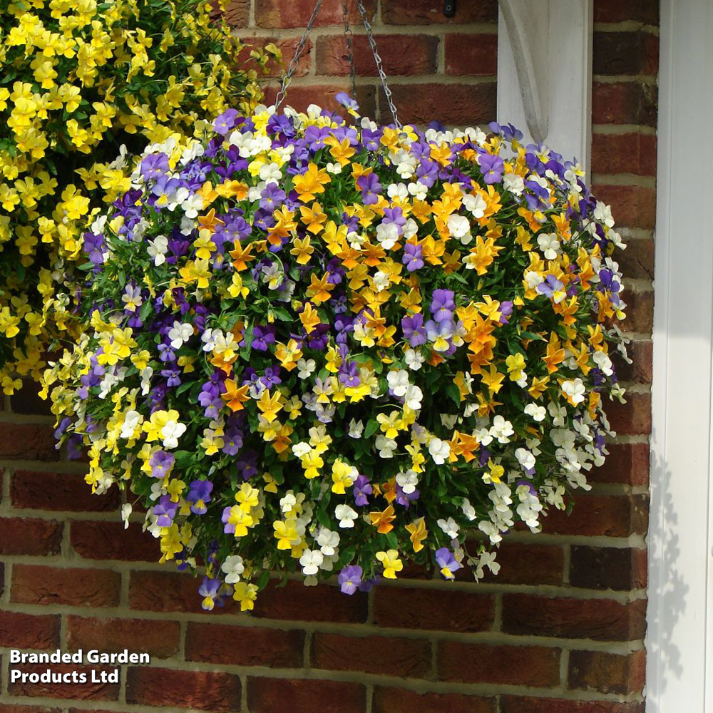 Viola 'Ice Babies' Pre-Planted Hanging Basket image