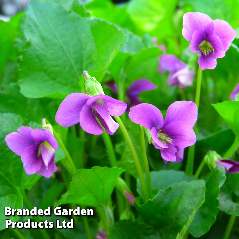 Viola sororia 'Rubra' image