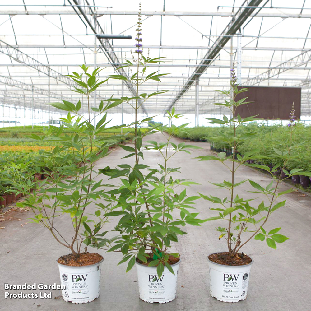 Vitex agnus-castus 'Blue Diddley' image