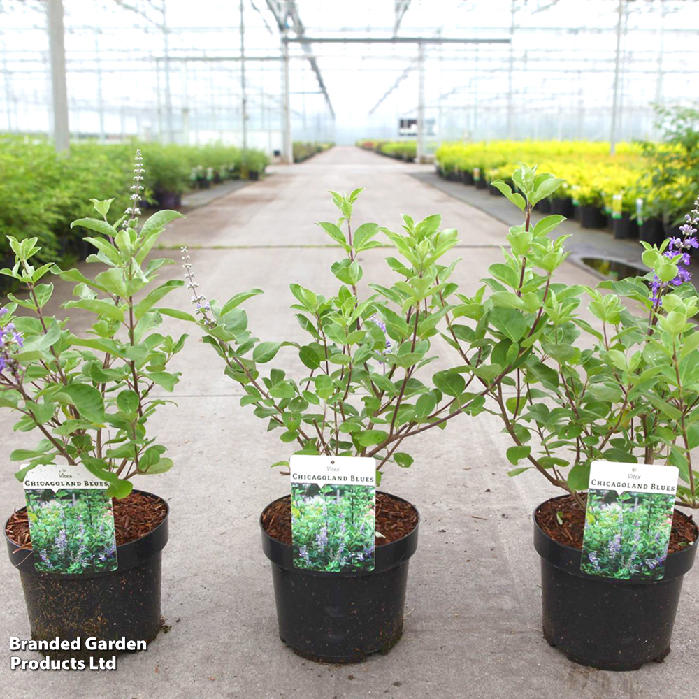Vitex 'Magical Chicagoland Blues' image